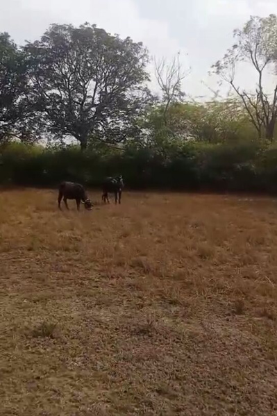  130 Bigha Agricultural/Farm Land for Sale in Nathdwara Road, Udaipur