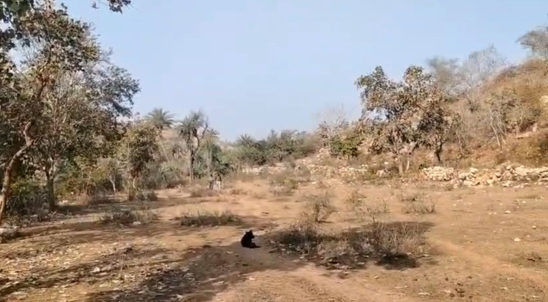  16 Bigha Agricultural/Farm Land for Sale in Kurabad, Udaipur