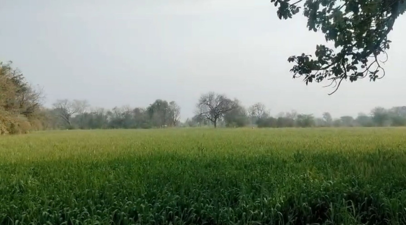  10 Bigha Agricultural/Farm Land for Sale in Bhinder, Udaipur