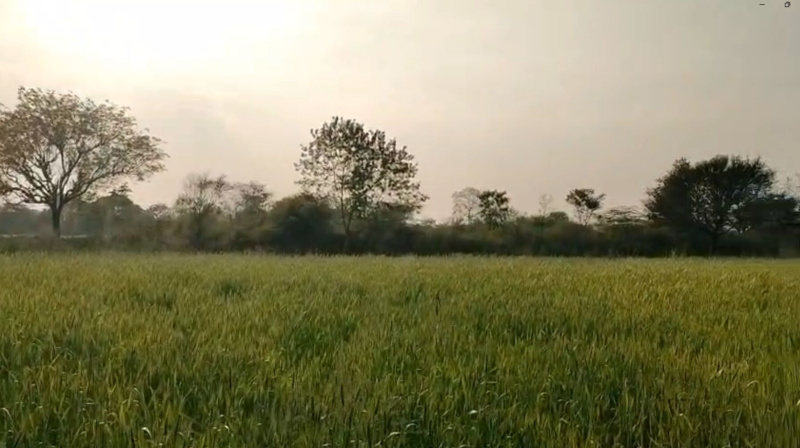  17 Bigha Agricultural/Farm Land for Sale in Mavli, Udaipur