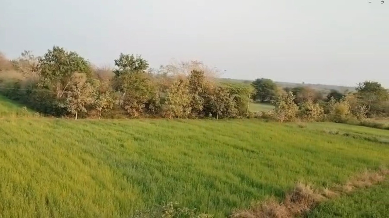 17 Bigha Agricultural/Farm Land for Sale in Mavli, Udaipur