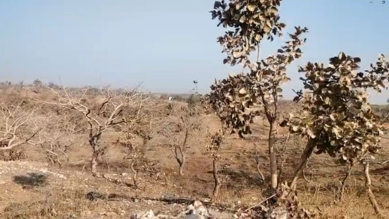  21 Bigha Agricultural/Farm Land for Sale in Kurabad, Udaipur