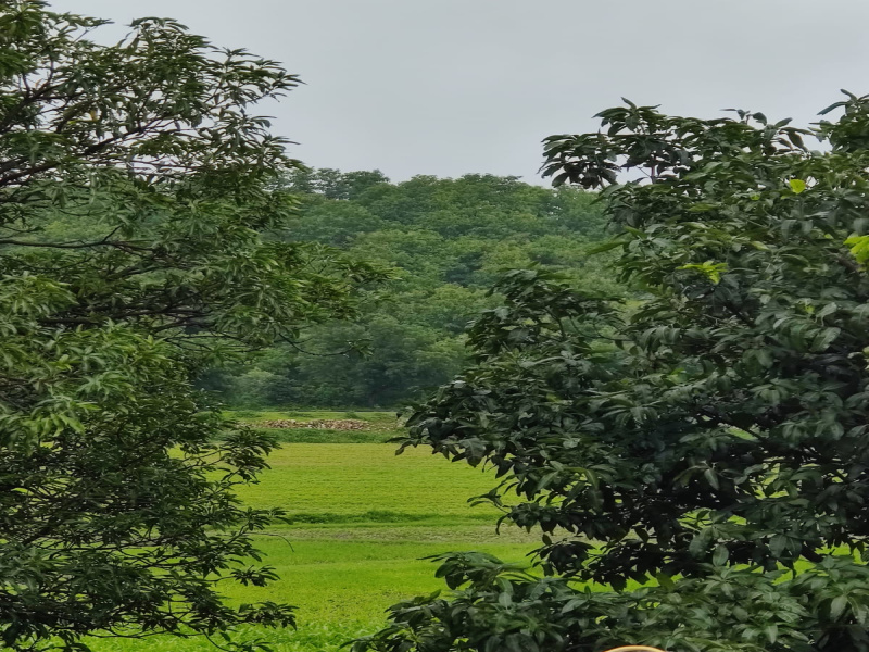  150 Bigha Agricultural/Farm Land for Sale in Dhariawad, Pratapgarh