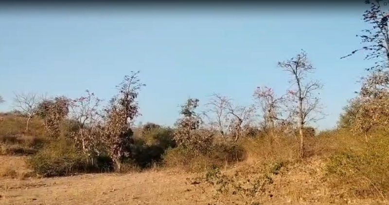  8 Bigha Agricultural/Farm Land for Sale in Kurabad, Udaipur