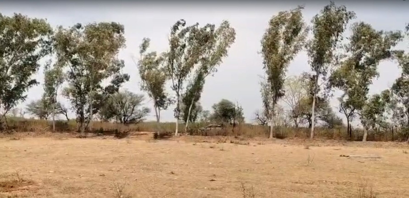  12 Bigha Agricultural/Farm Land for Sale in Mavli, Udaipur