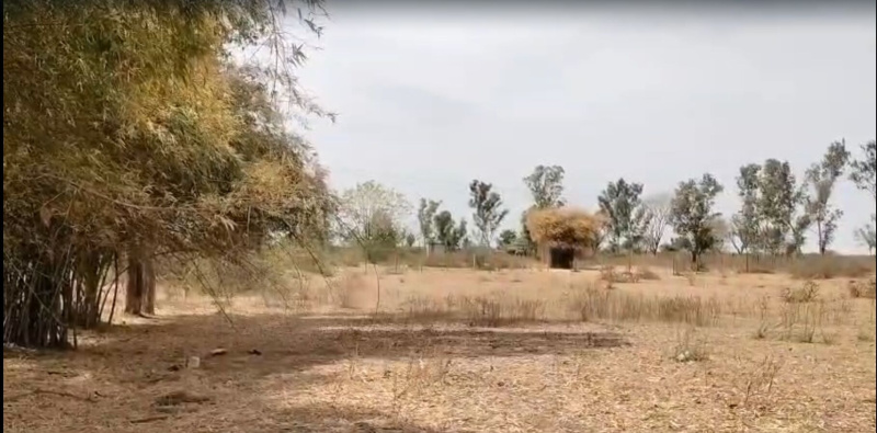  12 Bigha Agricultural/Farm Land for Sale in Mavli, Udaipur