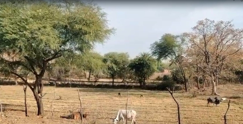  25 Bigha Agricultural/Farm Land for Sale in Kurabad, Udaipur