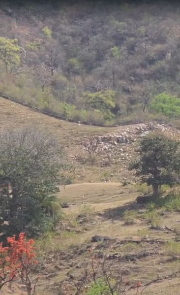  50 Bigha Agricultural/Farm Land for Sale in Kumbhalgarh, Rajsamand