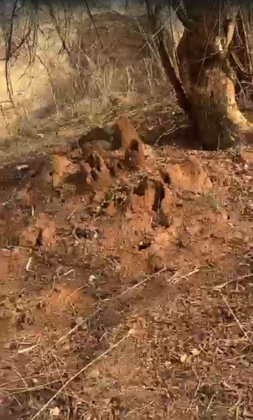  5 Bigha Agricultural/Farm Land for Sale in Debari, Udaipur