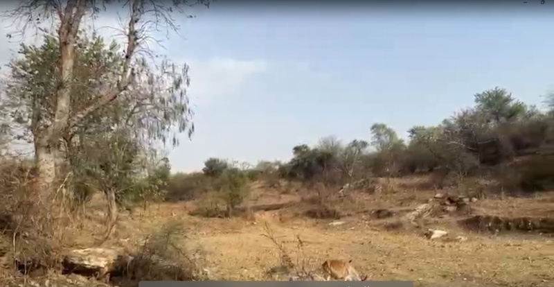  5 Bigha Agricultural/Farm Land for Sale in Debari, Udaipur