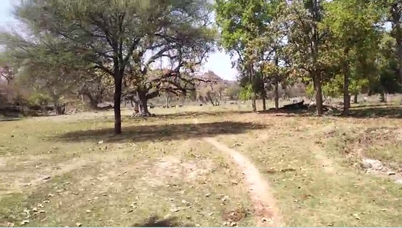  50 Bigha Agricultural/Farm Land for Sale in Iswal, Udaipur