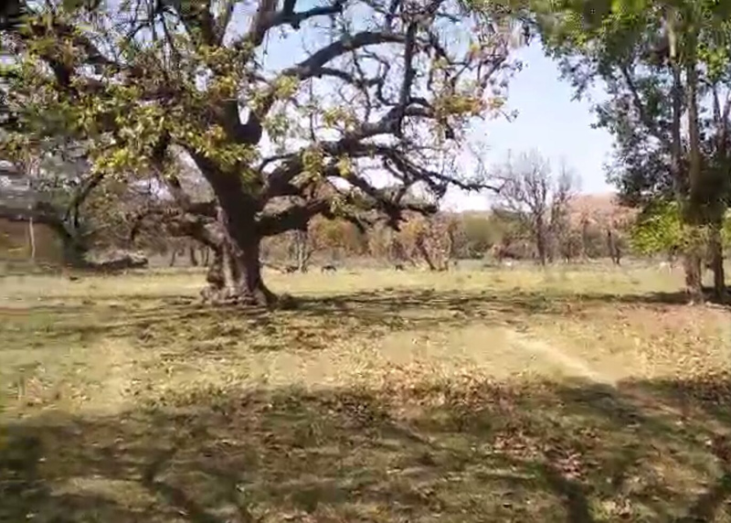  50 Bigha Agricultural/Farm Land for Sale in Iswal, Udaipur