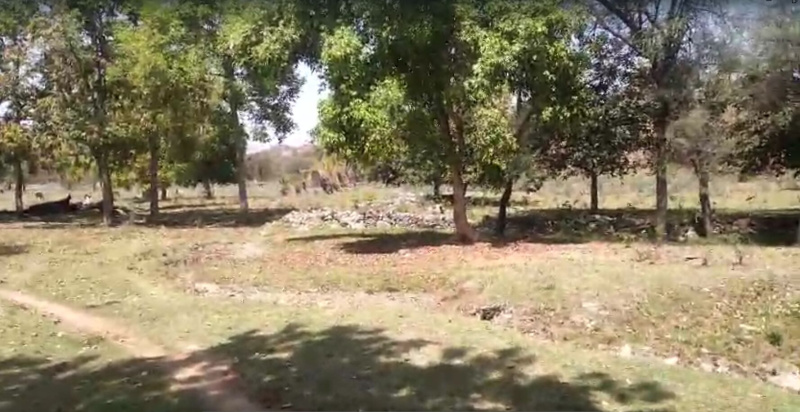  50 Bigha Agricultural/Farm Land for Sale in Iswal, Udaipur