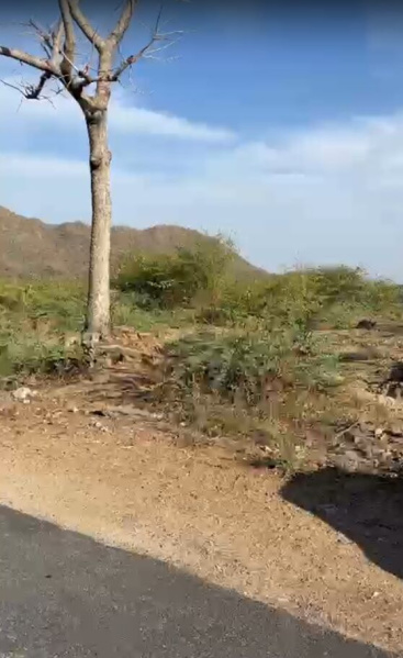  100000 Sq.ft. Agricultural/Farm Land for Sale in Kewda Khurd, Udaipur