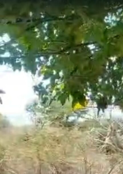  6 Bigha Agricultural/Farm Land for Sale in Chirva Ghata, Udaipur