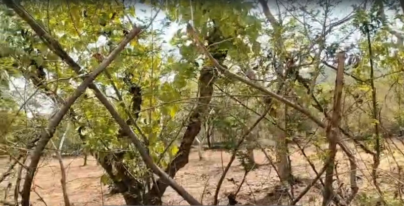  75000 Sq.ft. Agricultural/Farm Land for Sale in Chirva Ghata, Udaipur