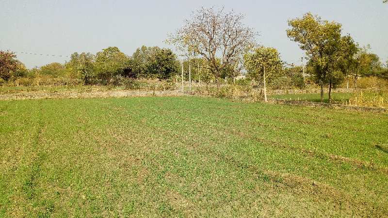 Agricultural Land 5 Bigha for Sale in Dabok, Udaipur