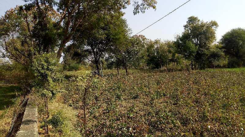 Agricultural Land 4 Bigha for Sale in Dabok, Udaipur