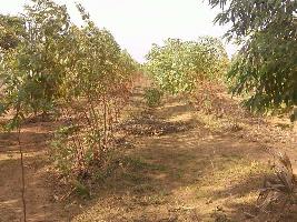  Agricultural Land for Sale in Kavali, Nellore