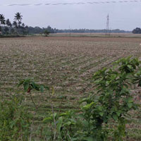  Agricultural Land for Sale in Nimapada, Puri