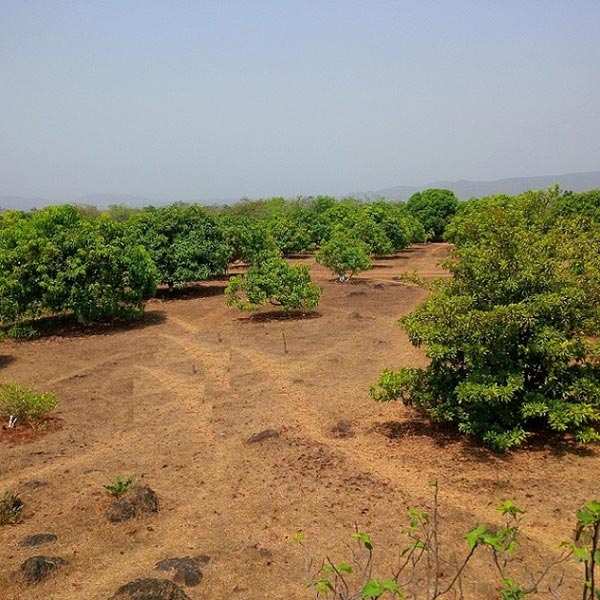 Agricultural Land 22 Acre for Sale in Alibag, Raigad