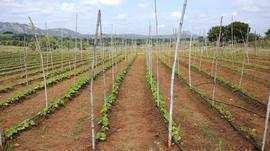  Agricultural Land for Sale in Yelahanka, Bangalore