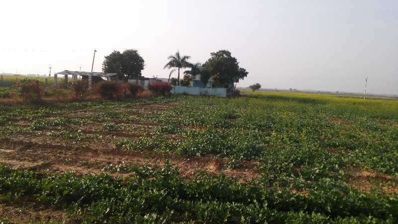 Agricultural Land 39 Bigha for Sale in