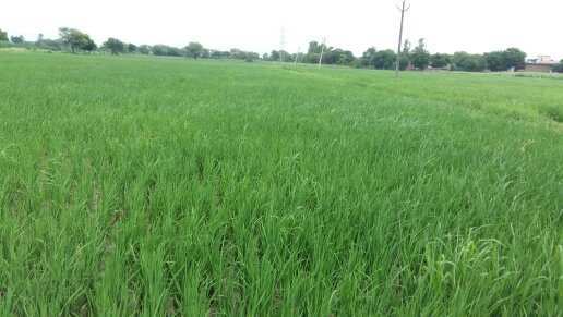 Agricultural Land 11 Bigha for Sale in