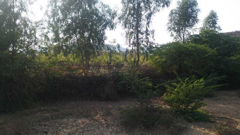 Agricultural Land 5 Bigha for Sale in