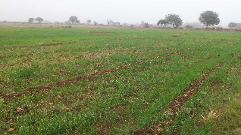  90 Bigha Agricultural/Farm Land for Sale in Keshoraipatan, Bundi