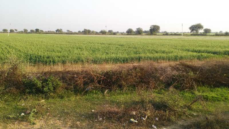  Agricultural Land 260 Bigha for Sale in Keshoraipatan, Bundi