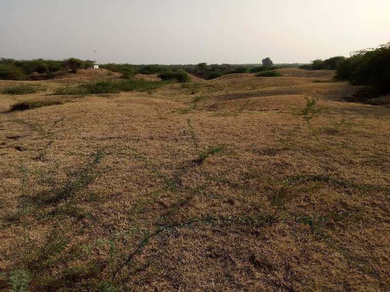 Agricultural Land 43 Bigha for Sale in