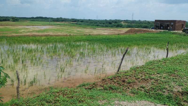 Agricultural Land 13 Bigha for Sale in