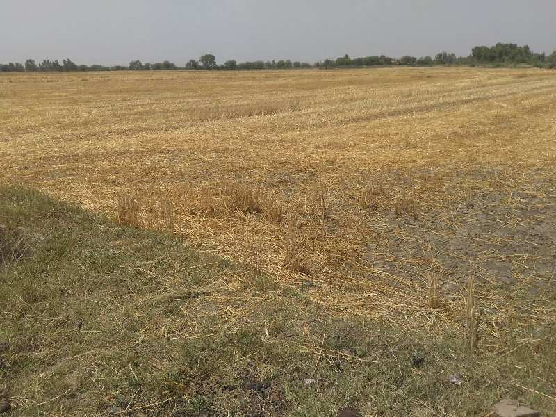 Agricultural Land 11 Bigha for Sale in Lakheri, Bundi