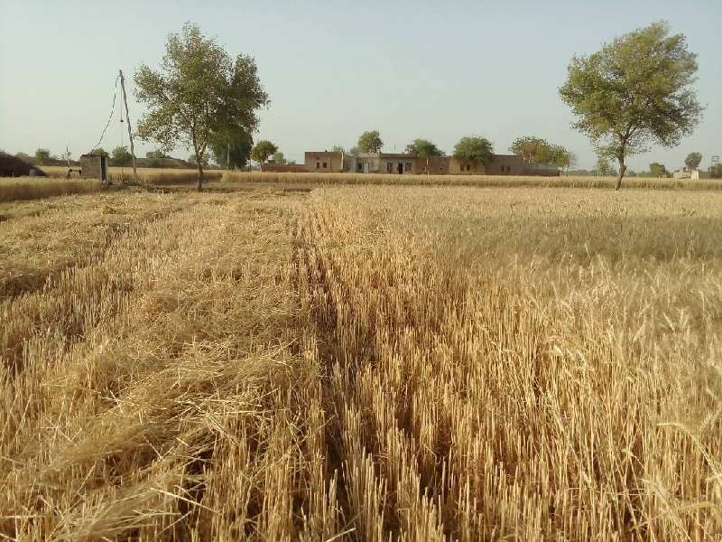 Agricultural Land 98 Bigha for Sale in Deoli, Tonk