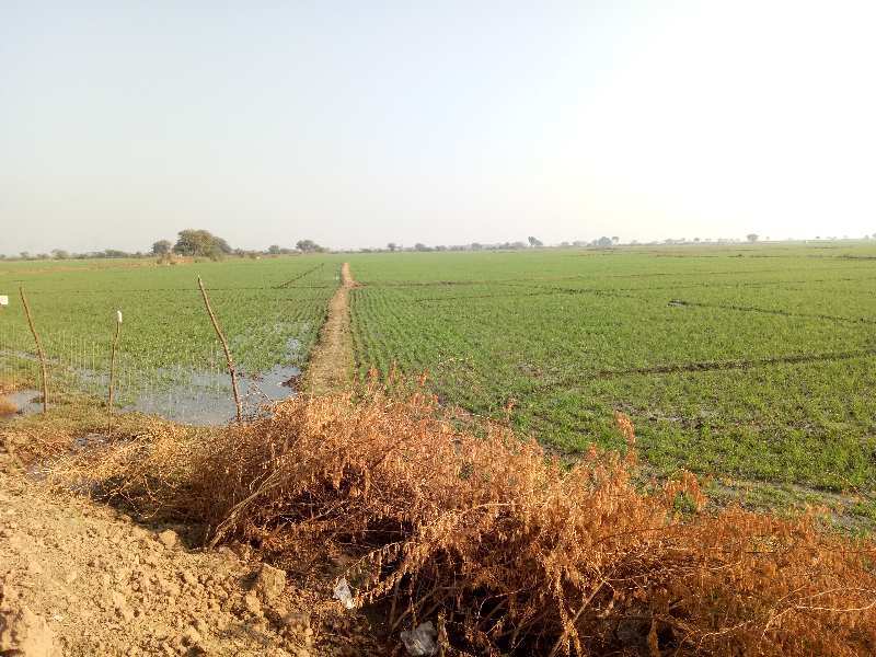 Agricultural Land 10 Bigha for Sale in