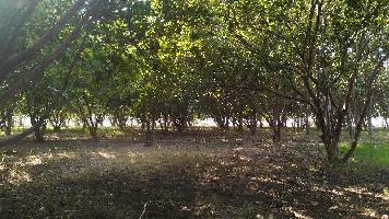  Agricultural Land for Sale in Hindoli, Bundi