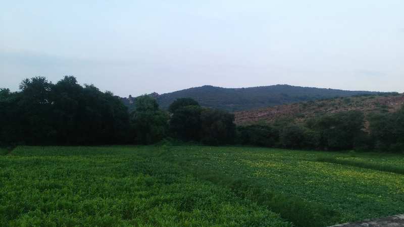 Agricultural Land 14 Bigha for Sale in