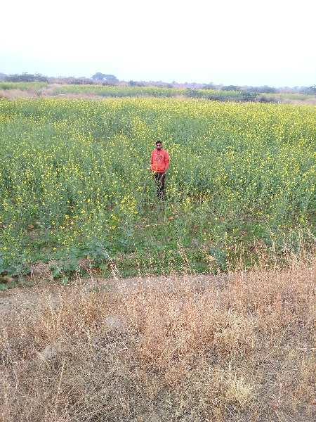 Agricultural Land 45 Bigha for Sale in