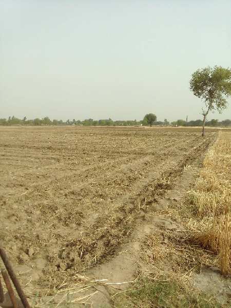 Agricultural Land 44 Bigha for Sale in Lakheri, Bundi