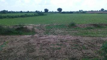  Agricultural Land for Sale in Rampura, Kota