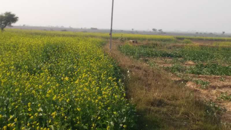 Agricultural Land 18 Bigha for Sale in Deoli, Tonk
