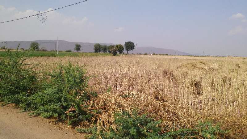 Agricultural Land 4 Bigha for Sale in Todaraisingh, Tonk