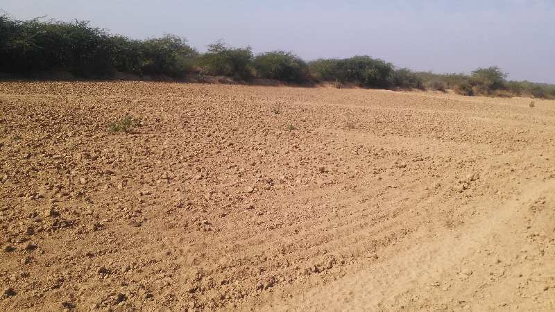 Agricultural Land 7 Bigha for Sale in Niwai, Tonk