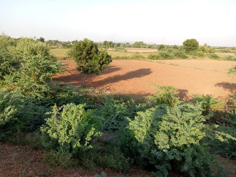 Agricultural Land 14 Bigha for Sale in Makarwali Road, Ajmer