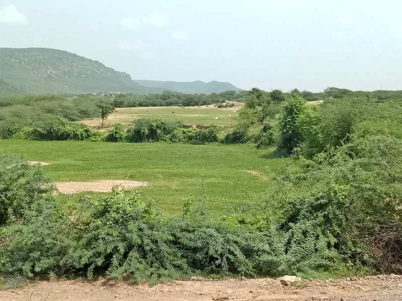 Agricultural Land 14 Bigha for Sale in Shastri Nagar, Bhilwara