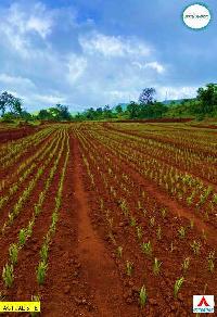  Agricultural Land for Sale in Patan, Satara