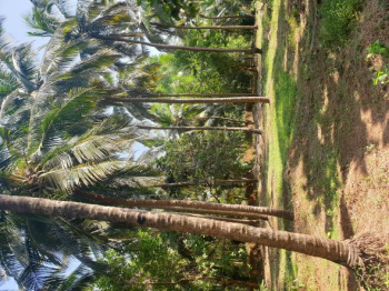 Agricultural Land for Sale in Brahmavar, Udupi