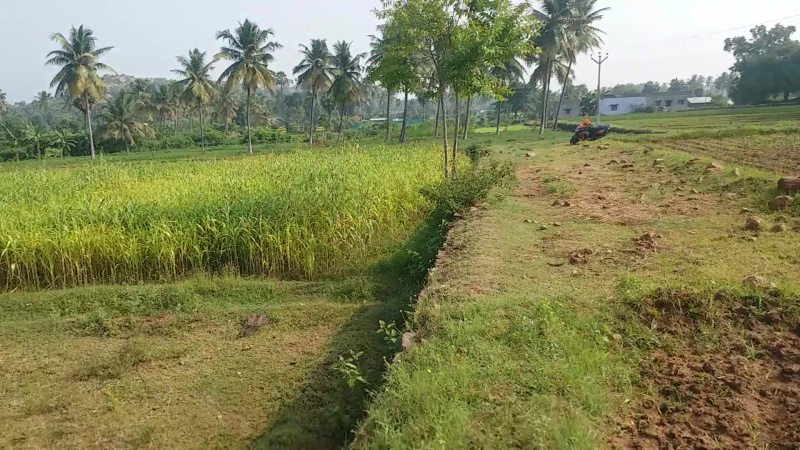 Agricultural Land 5 Acre for Sale in Ayothiyapattinam, Salem