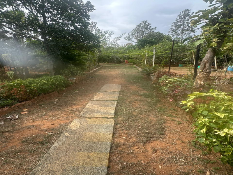 Denkanikottai, Krishnagiri photo 5